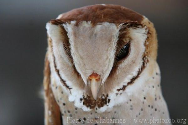 Oriental bay owl