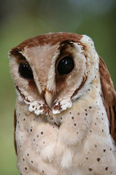 Oriental bay owl