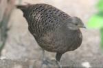 Grey peacock-pheasant