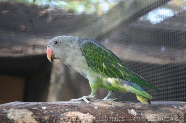 Blue-rumped parrot