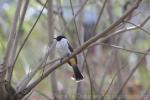 Sooty-headed bulbul