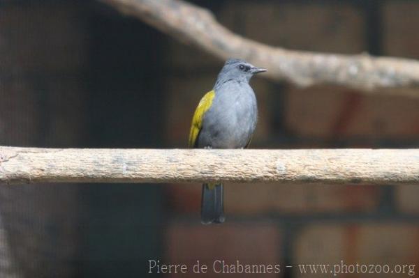 Grey-bellied bulbul