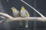 Stripe-throated bulbul