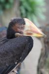 Helmeted hornbill