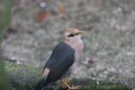 Vinous-breasted myna