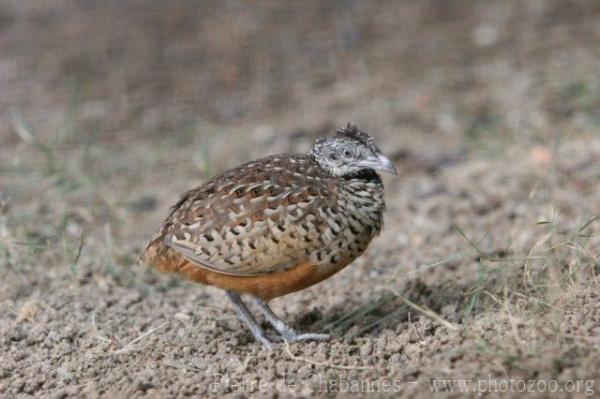 Malayan barred buttonquail