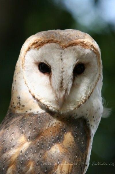 Common barn owl