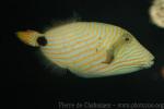 Orange-lined triggerfish