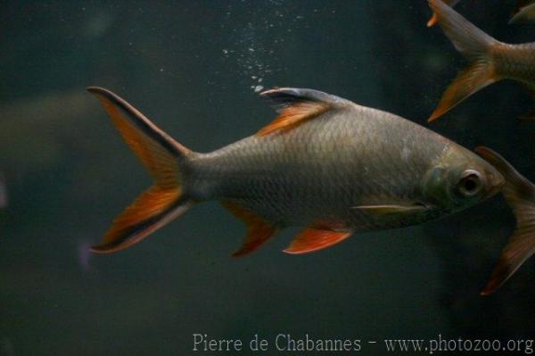 Tinfoil barb