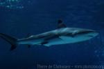 Blacktip reef shark