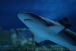 Blacktip reef shark