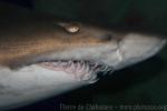 Sand tiger shark