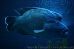 Humphead wrasse