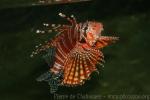 Zebra lionfish