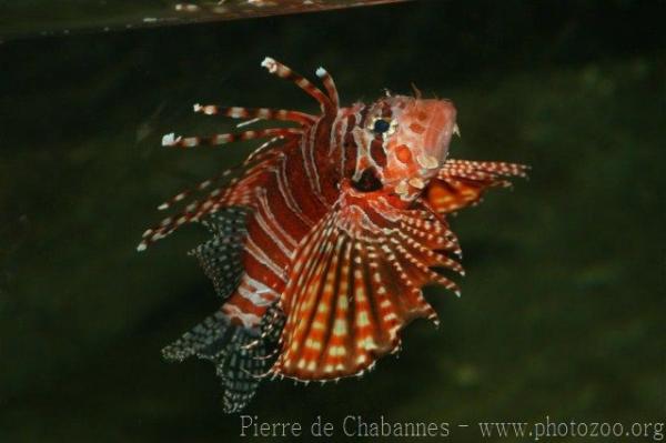 Zebra lionfish