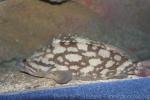 Cloudy grouper *