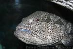 Malabar grouper
