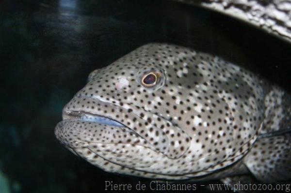 Malabar grouper