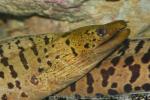 Fimbriated moray