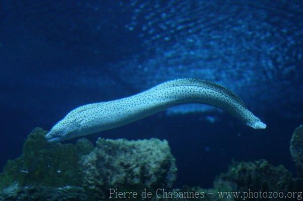 Spotted moray