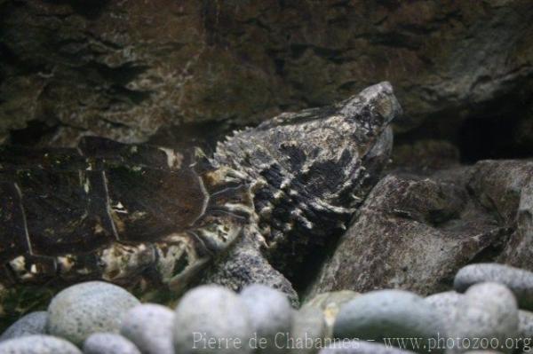 Alligator snapping turtle *
