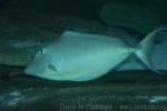 Humpback unicornfish