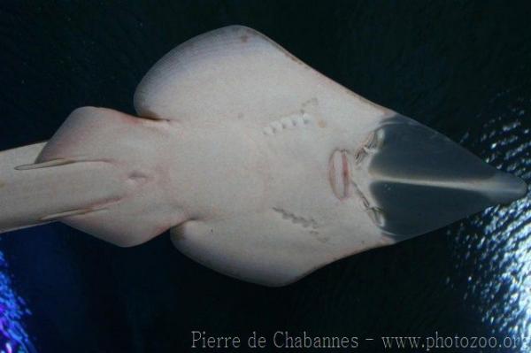 Giant guitarfish