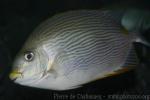 Bronze-lined spinefoot