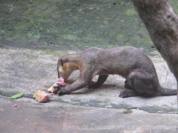 Yellow-throated marten *