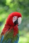 Green-winged macaw