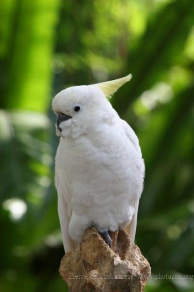 Triton cockatoo