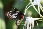 Common green birdwing