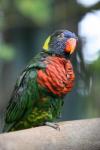 Coconut lorikeet