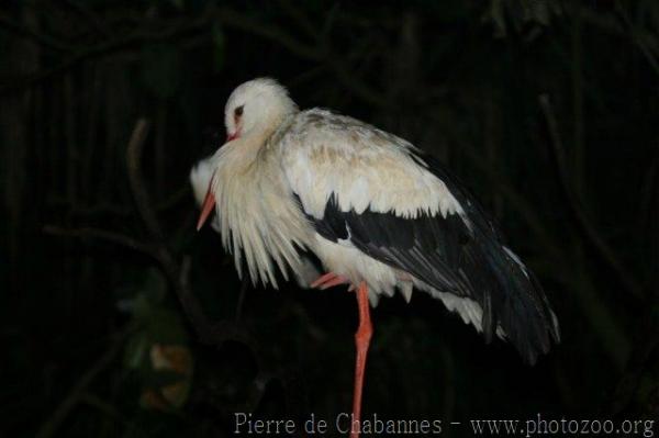 White stork *