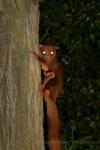 Indian giant flying-squirrel