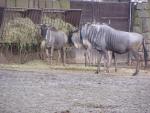 Eastern white-bearded wildebeest