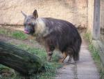 Brown hyena *