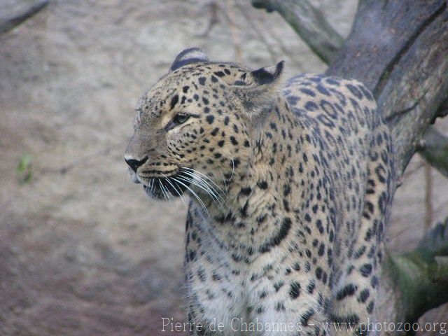 Persian leopard