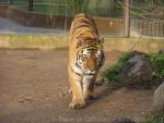 Mainland (Siberian) tiger