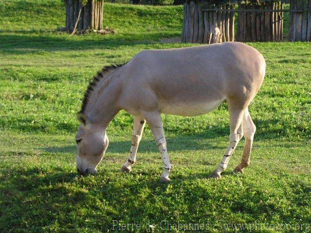 Somali wild ass