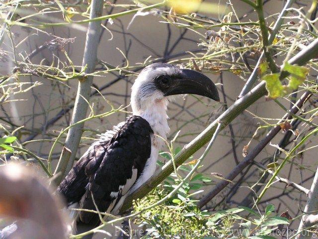 Von der Decken's hornbill