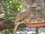 African grey hornbill