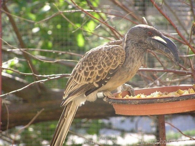 African grey hornbill