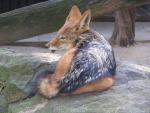 Black-backed jackal