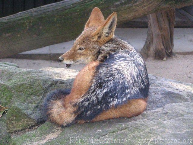 Black-backed jackal