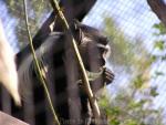 Angolan colobus