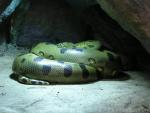 Green anaconda