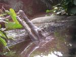 Malayan gharial