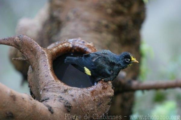 Golden-crested myna