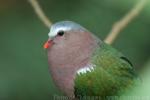 Emerald dove